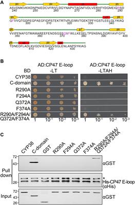 Conserved Residues in the C-Terminal Domain Affect the Structure and Function of CYP38 in Arabidopsis